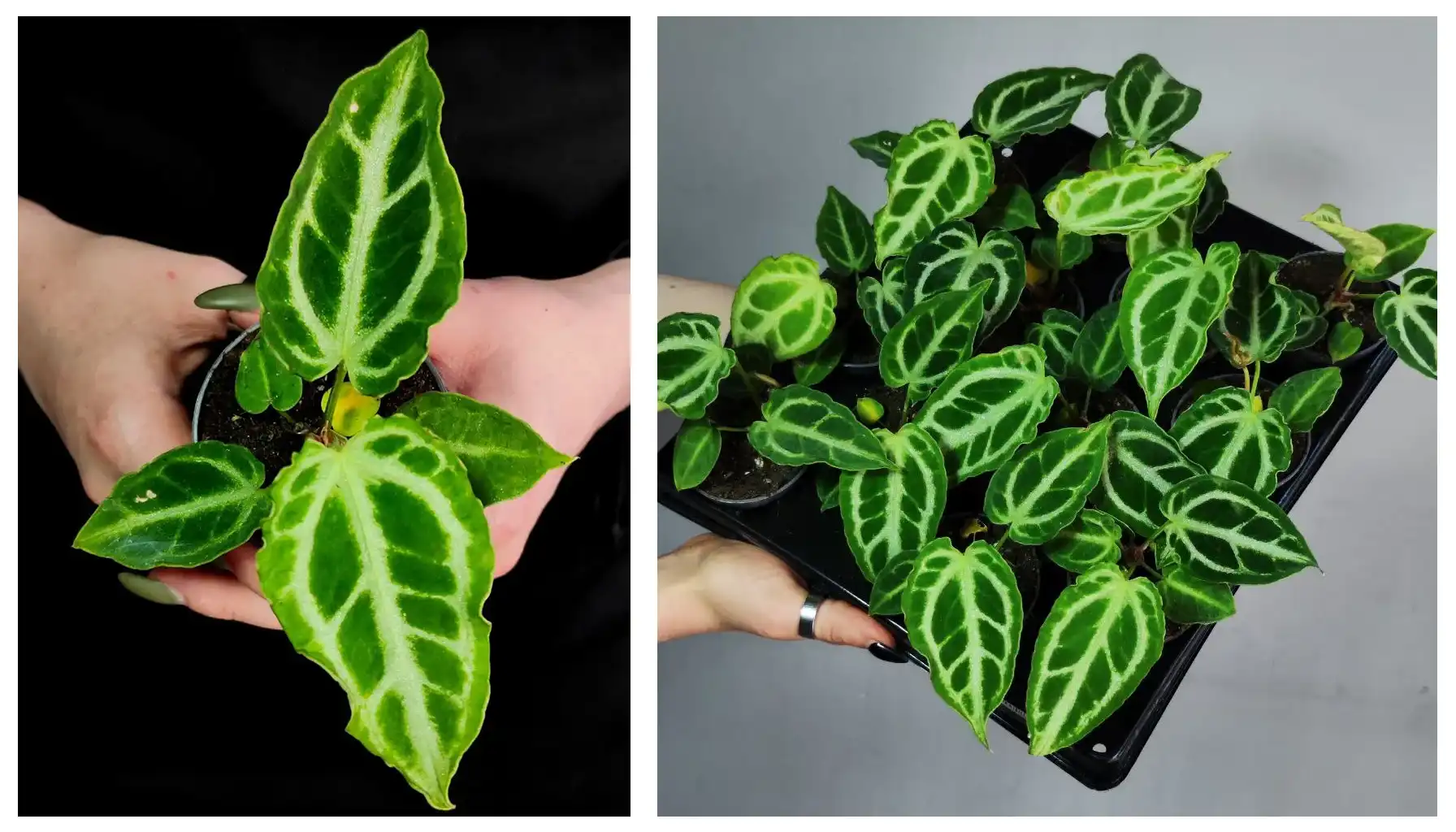 Anthurium crystallinum: Ako pestovať zamatovú hviezdu a vyhnúť sa zhnitým koreňom 🪴