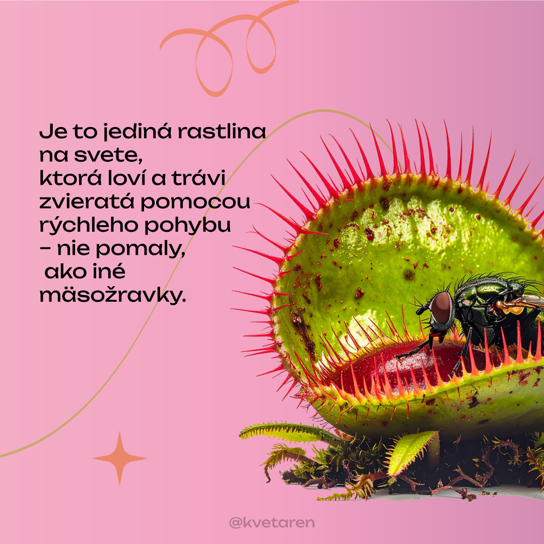 Starostlivosť o izbovky podľa druhu