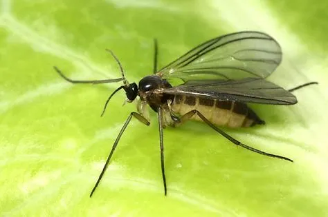 Škodcovia