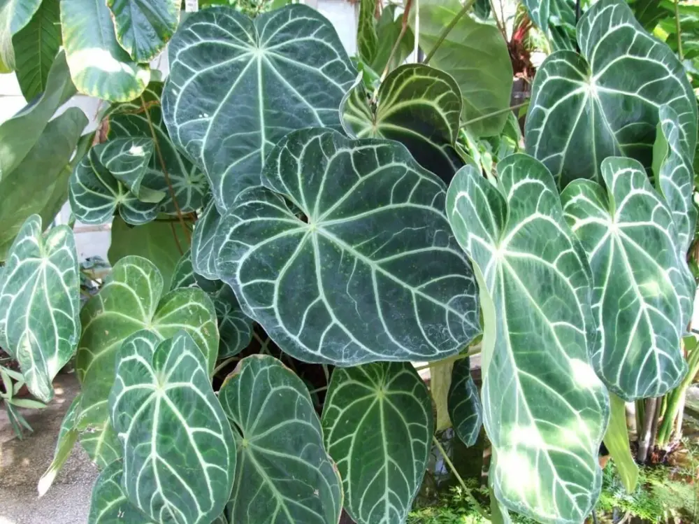 Anthurium magnificum: Ako sme skrotili zamatového obra s masívnou štvorhrannou stonkou 🪴