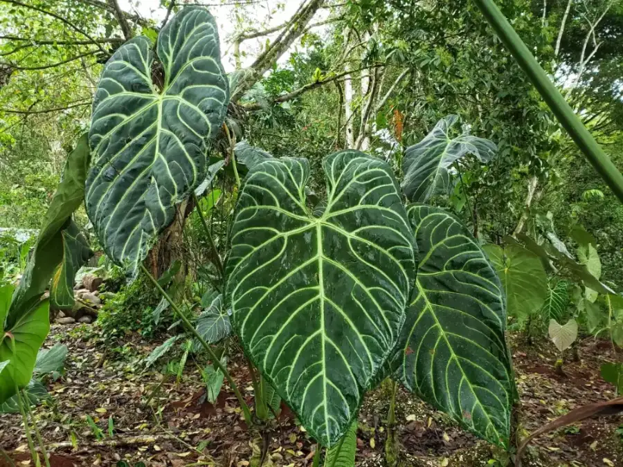 Anthurium regale: Ako skrotiť kráľovské obrie listy bez zbytočných slz 🪴