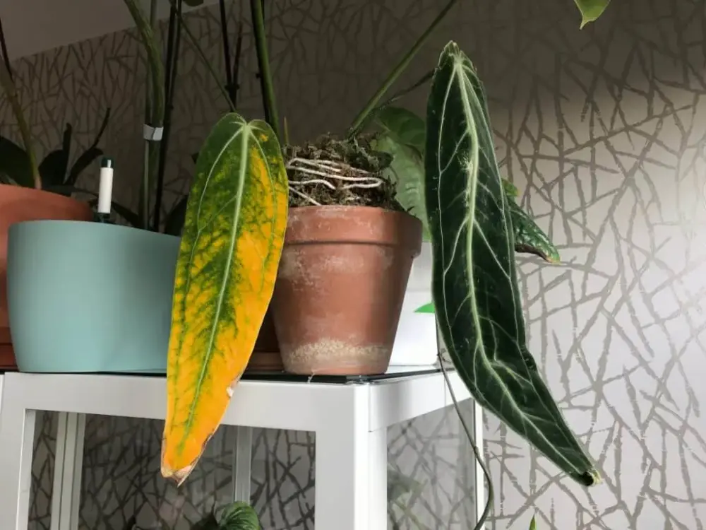 Prečo moje Anthurium žltne: Ako sme zachránili žltnúce listy a čo nás to naučilo 🪴