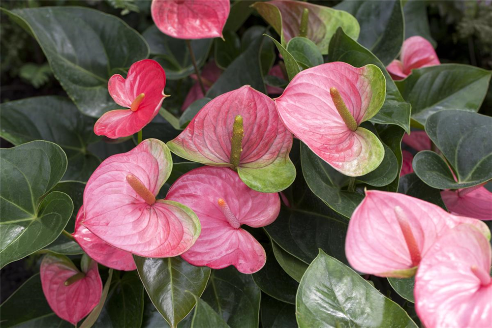 Anthurium andraeanum: Ako prebudiť klasiku z babičkinej obývačky k novému životu 🪴