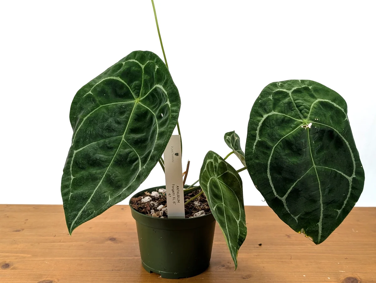 Anthurium forgetii: Zamatový okrúhly poklad, ktorý nás naučil trpezlivosti 🪴