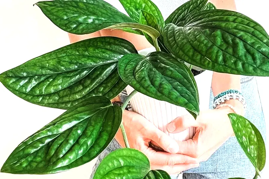 Monstera Peru vs. Monstera pinnatipartita: Naše faily, hniloba koreňov a tajomstvo gigantických listov