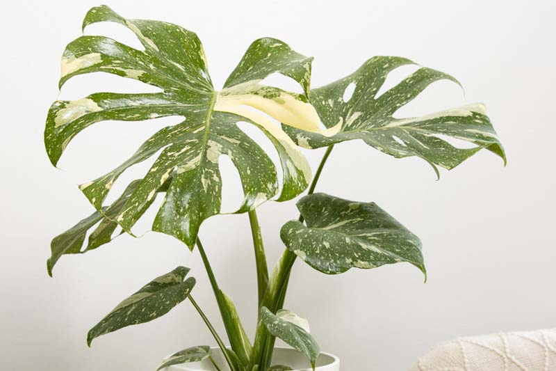 Monstera Thai Constellation: Naše vlastné faily, hniloba koreňov a recept na zdravé „hviezdy“