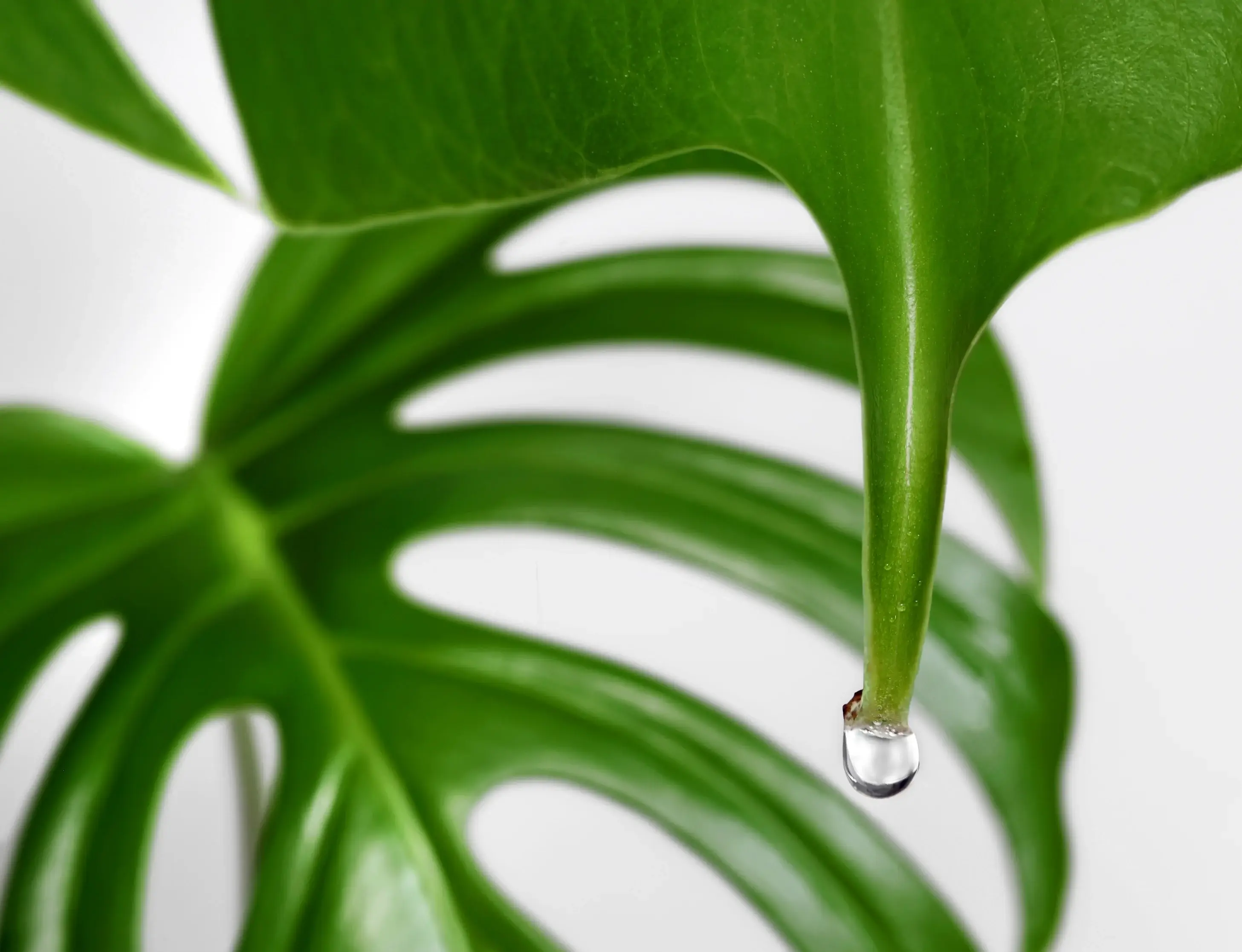 Plačú vaše rastliny? Všetko, čo potrebuješ vedieť o kvapkách na listoch