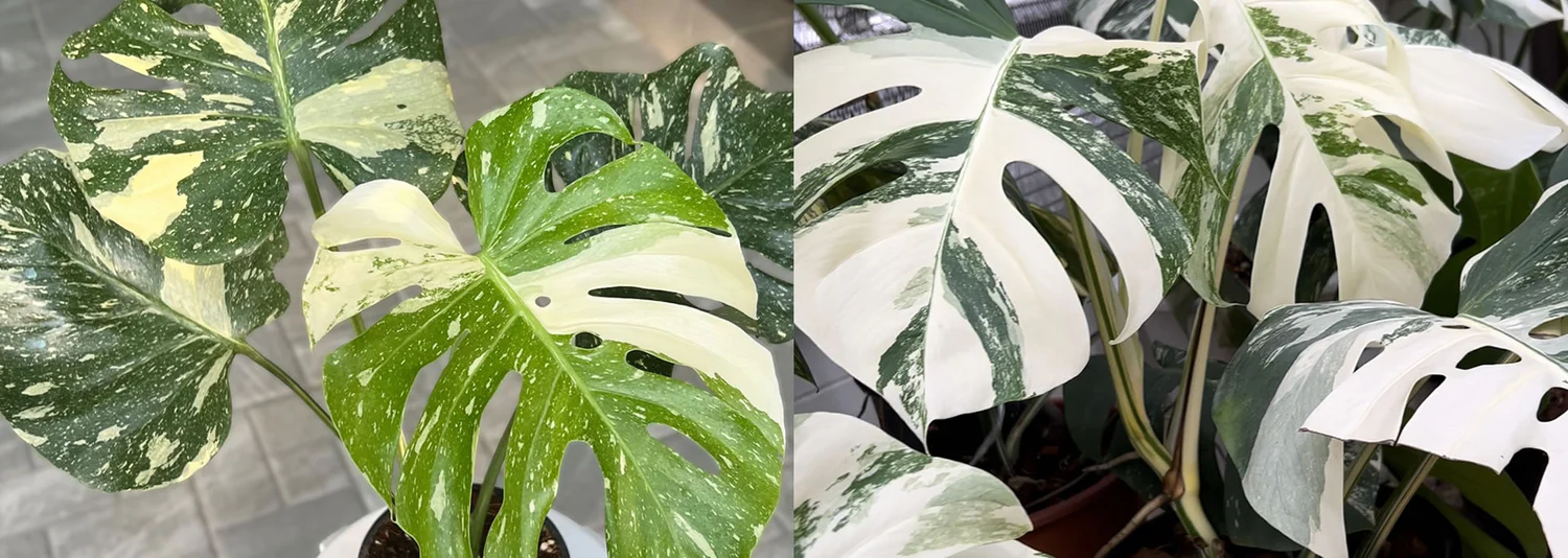 Súboj pestovateľských snov: Aký je reálny rozdiel medzi Monsterou Thai Constellation a Albo? 🌿