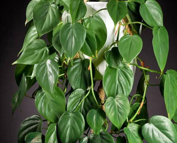 Philodendron scandens: Návod na pestovanie nenáročnej klasiky s elegantnými srdcovými listami