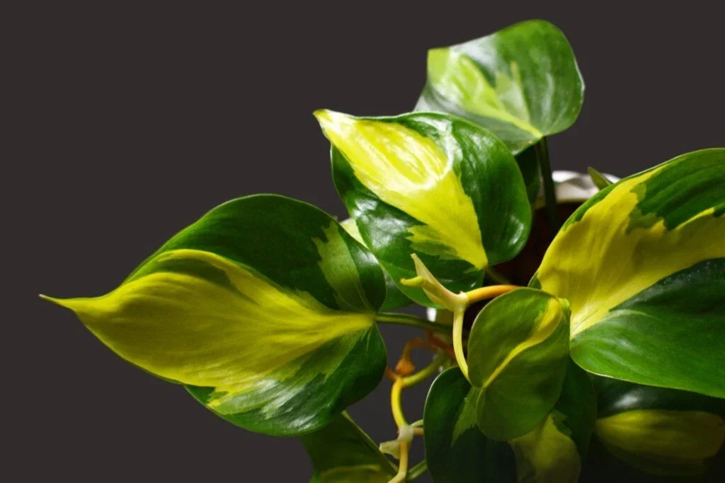 Philodendron Brasil: Sprievodca pestovaním, strihaním a spravnym vyfarbením listov