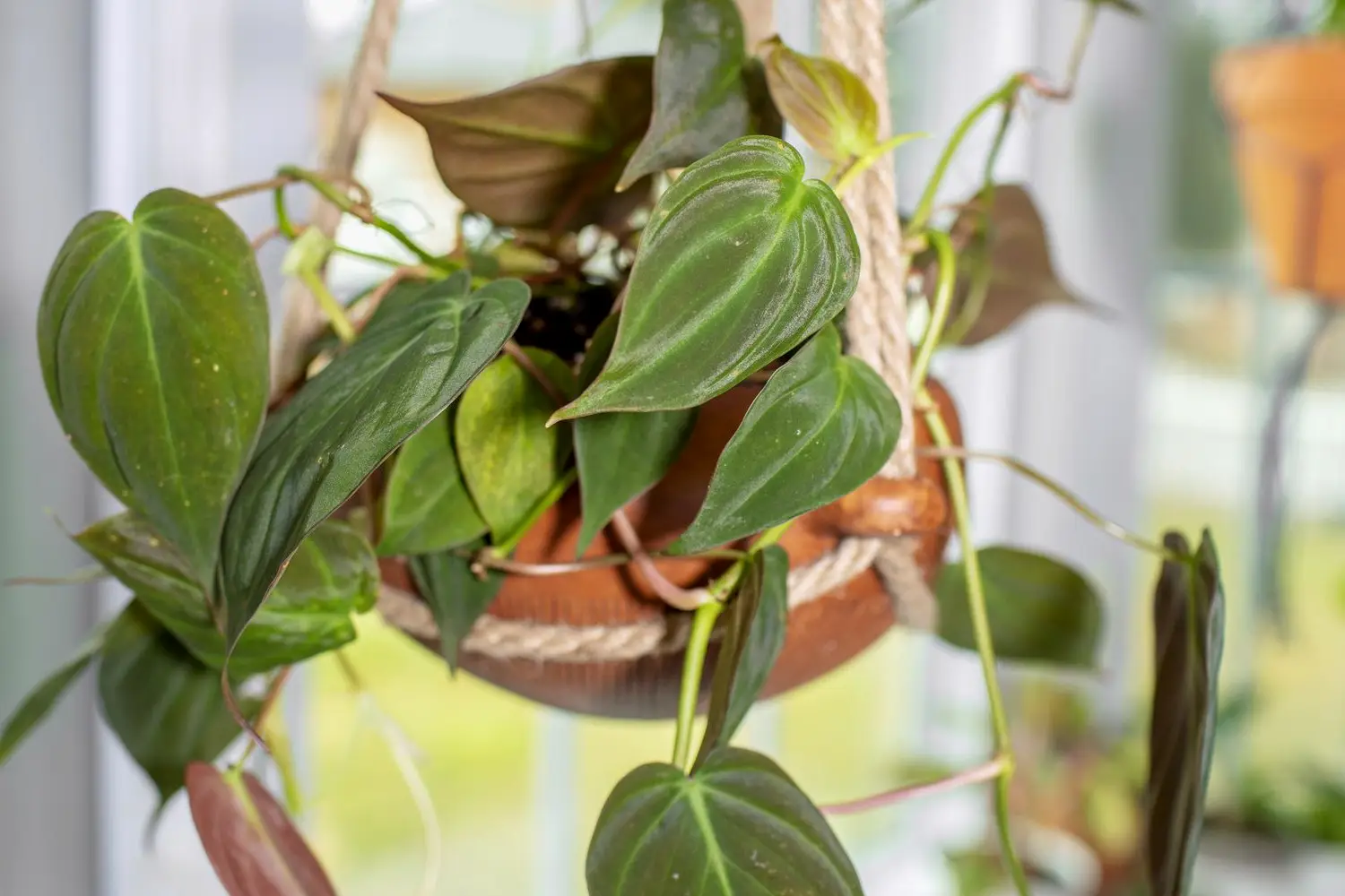 Philodendron Micans: Sprievodca pestovaním zamatového klenotu medzi izbovkami