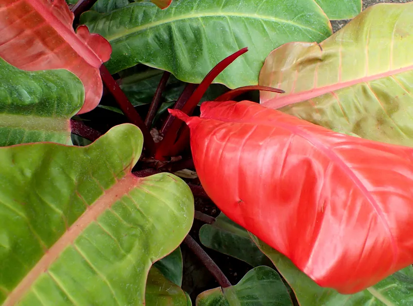 Philodendron Prince of Orange: Sprievodca pestovaním meďou a slnkom zafarbeného filodendronu