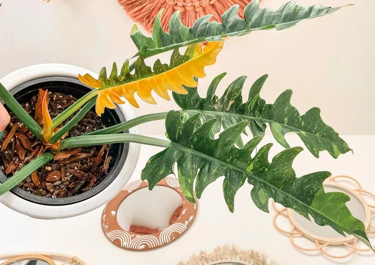 Philodendron Ring of Fire: Ako pestovať ohnivý zberateľský skvost s pilovitými listami
