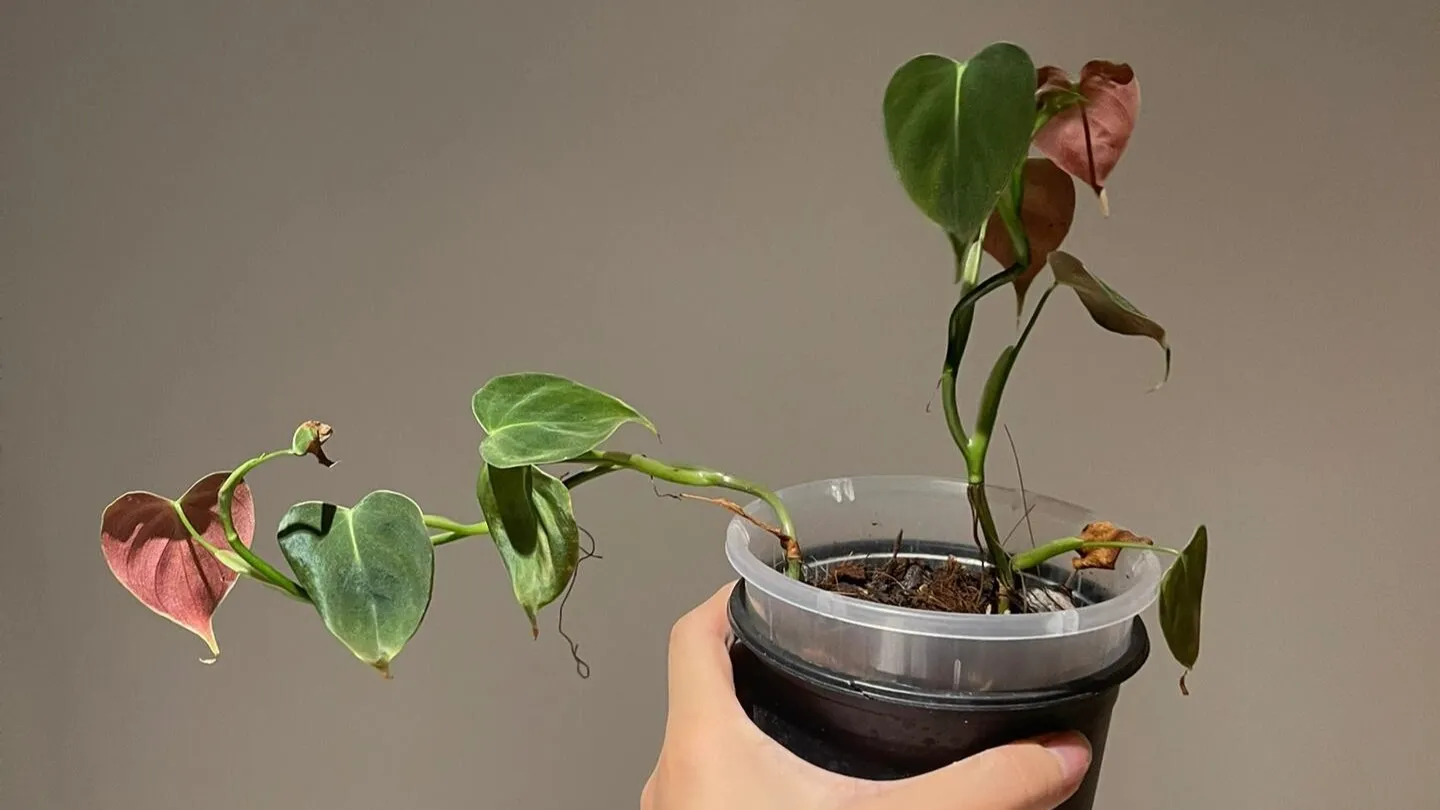 Prečo má Philodendron malé listy: 5 najčastejších príčin a ako mu vrátiť obrovské listy