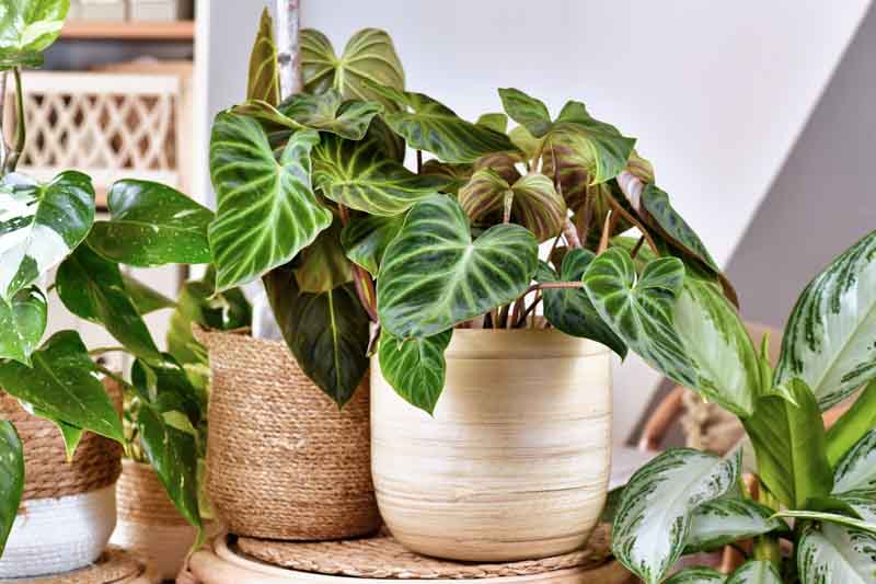 Philodendron Verrucosum: Ako pestovať zberateľský skvost so zamatovými listami a chlpatými stonkami