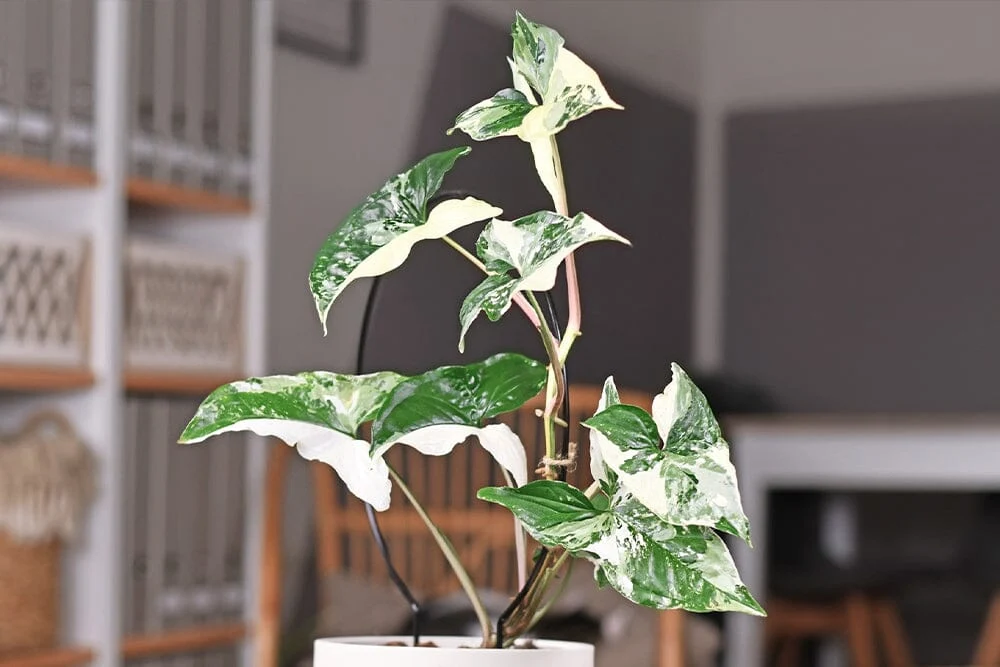 Syngonium 'Albo-Variegata': Zberateľský klenot s mramorovým panšovaním