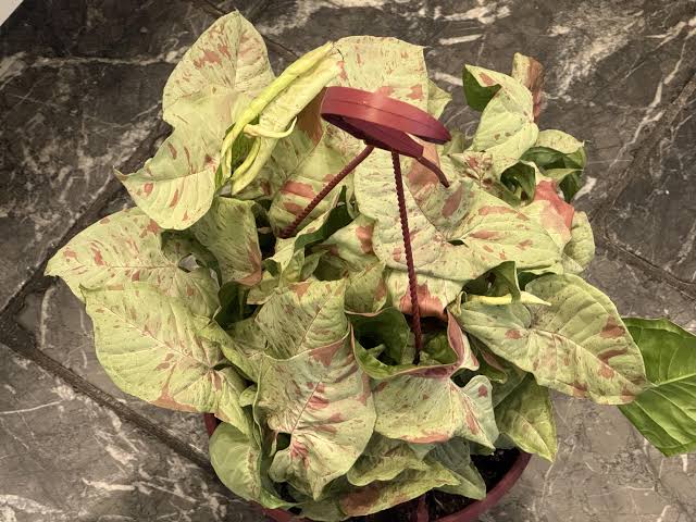 Syngonium 'Milk Confetti': Návod na pestovanie ružovo-kropenatej krásky