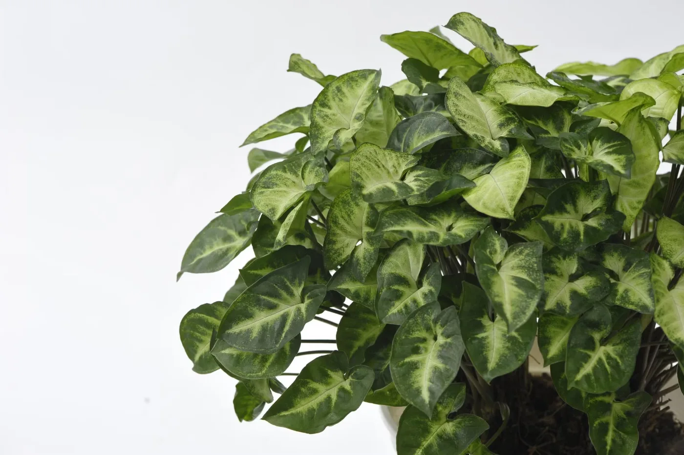 Syngonium 'Pixie': Kompaktná izbovka ideálna do malých priestorov