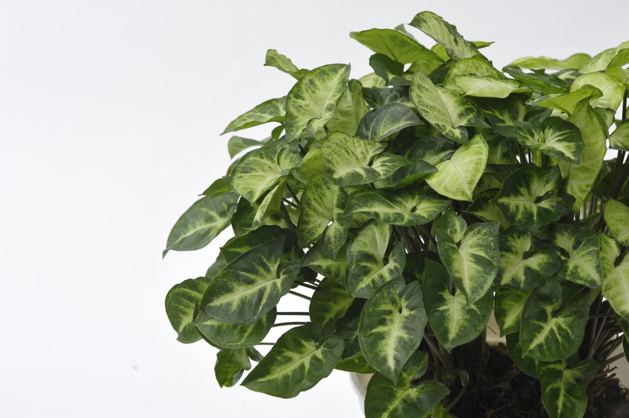 Syngonium 'Pixie': Kompaktná izbovka ideálna do malých priestorov