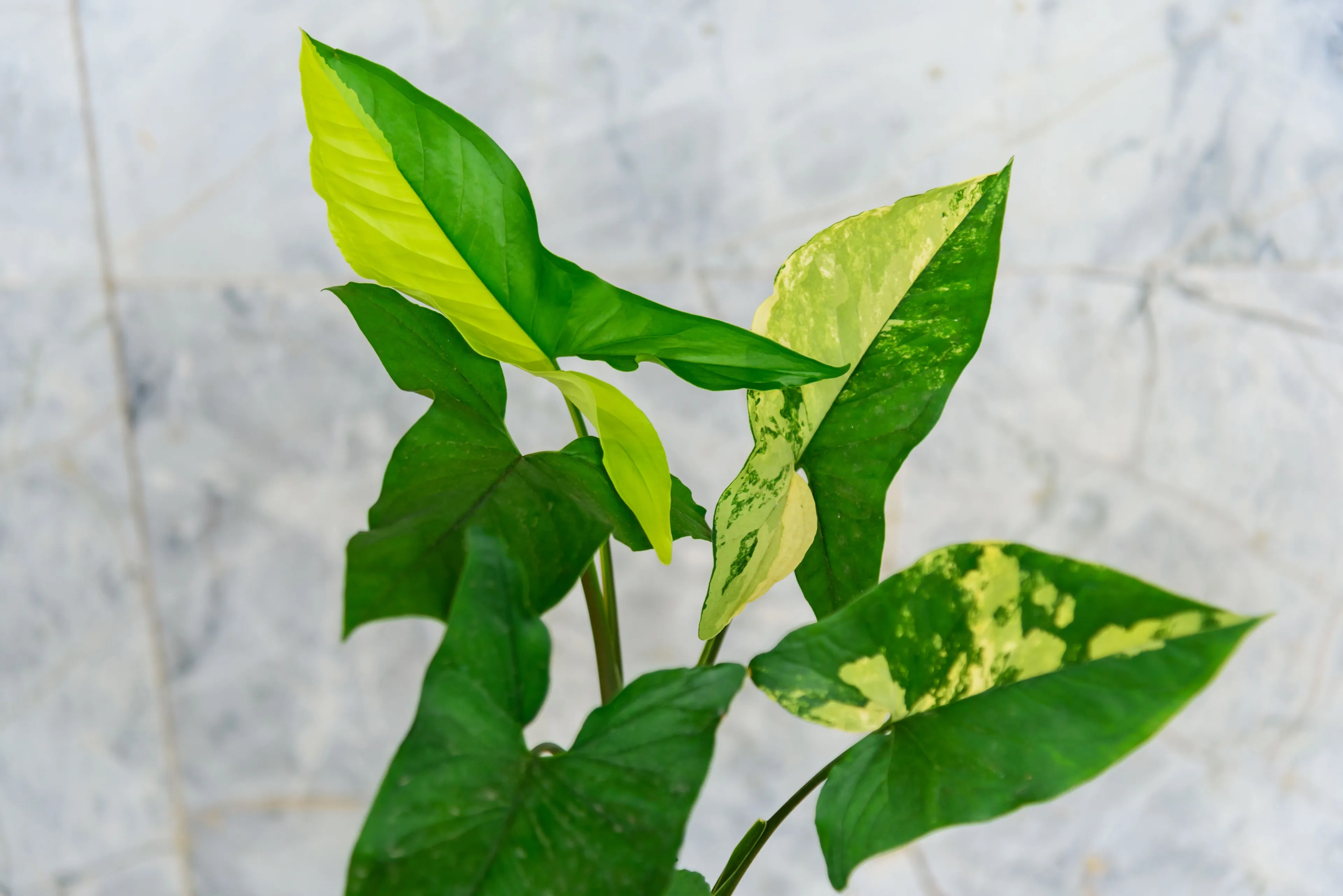 Syngonium 'Aurea': Žiarivý zberateľský skvost so žltým panšovaním