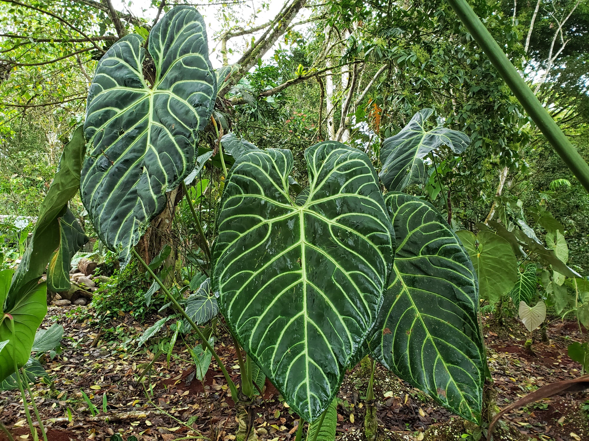 Anthurium regale: Ako skrotiť kráľovské obrie listy bez zbytočných slz 🪴