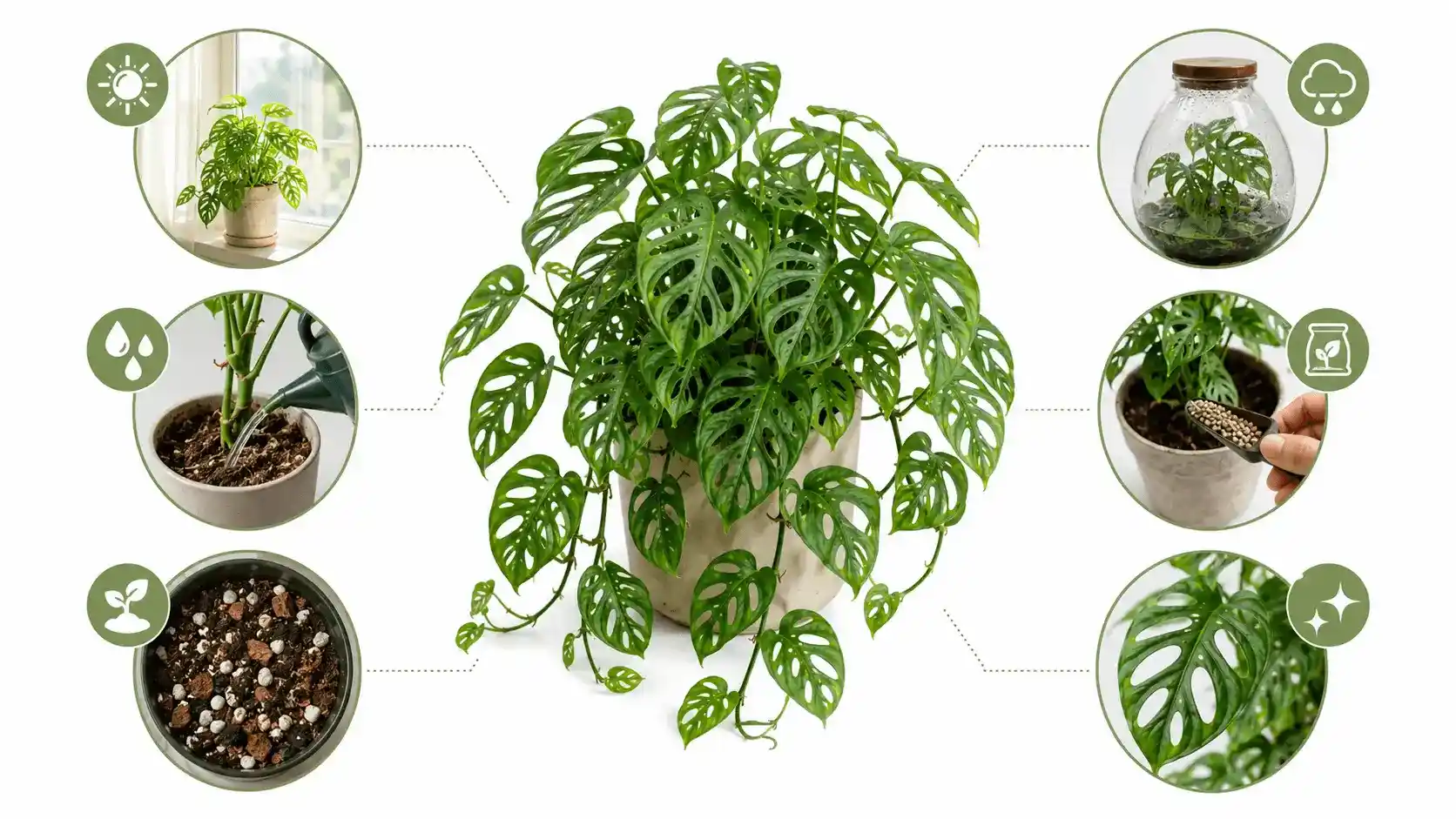 Ako skrotiť Monsteru adansonii: Naše faily, žlté listy a recept na zdravú Monkey Leaf