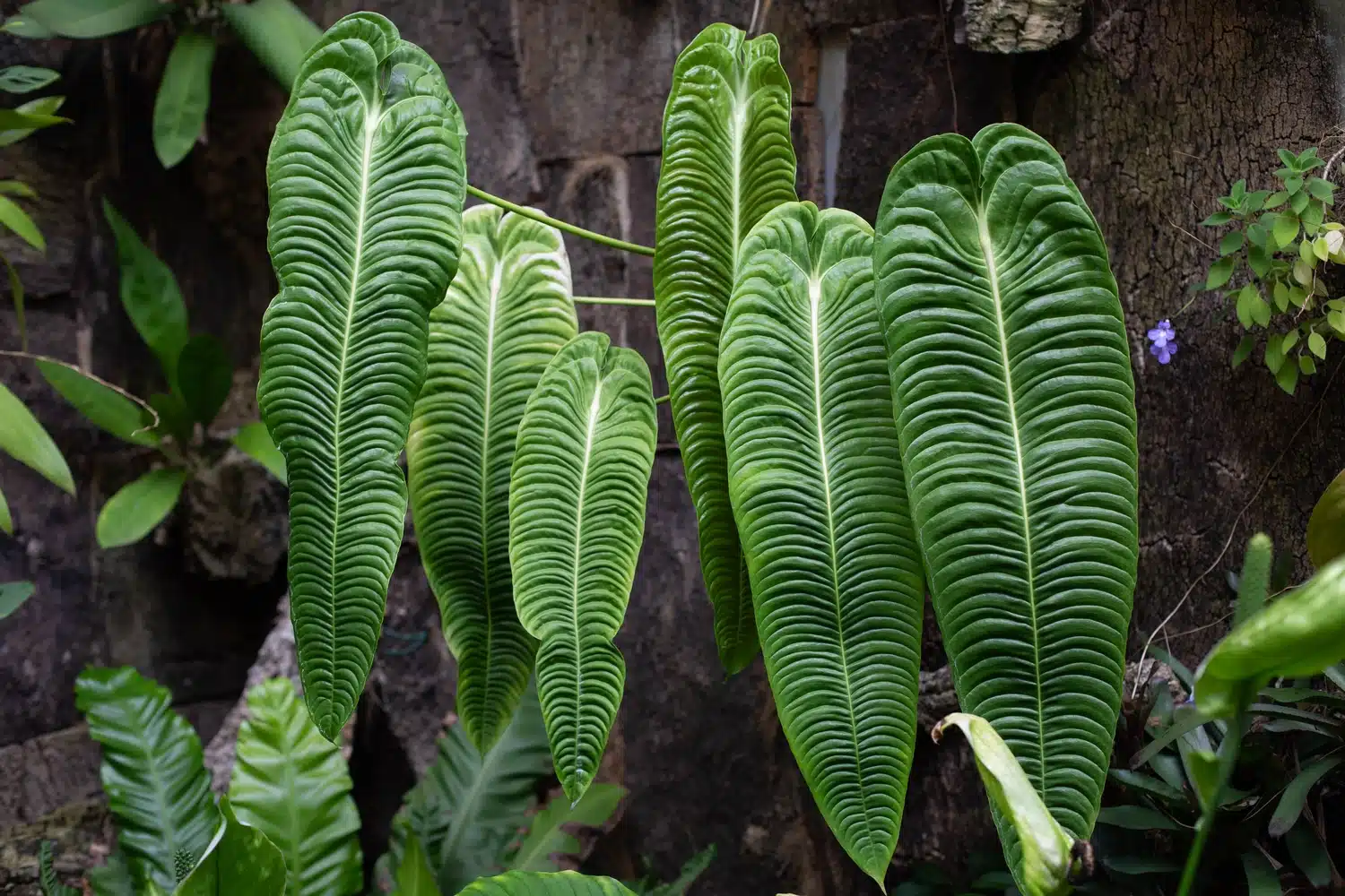 Anthurium veitchii: Ako skrotiť kráľovské vlnky a dopriať mu domov ako v pralese 🪴