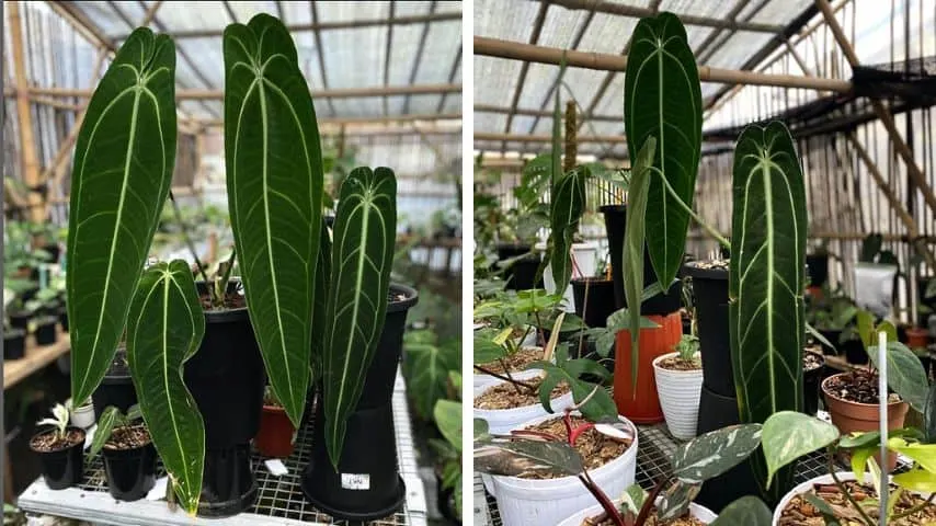 Anthurium warocqueanum: Ako skrotiť kráľovnú zamatoviek a neprísť o nervy 🪴