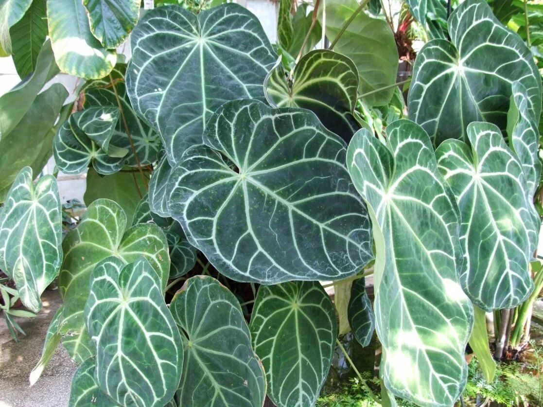 Anthurium magnificum: Ako sme skrotili zamatového obra s masívnou štvorhrannou stonkou 🪴