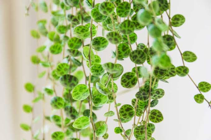 Peperomia prostrata: rastlinka, ktorá vyzerá ako korytnačky na šnúrke 🐢