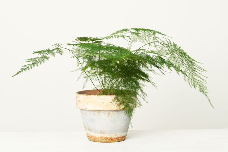 Ako sa postarať o Asparagus Plumosus? Jemná kráska, ktorá prekvapí svojou odolnosťou 🌿