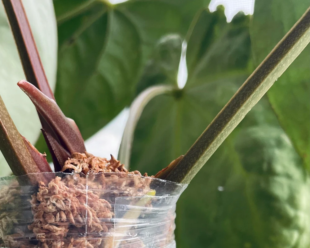 Prečo moje Anthurium nerastie: Najčastejšie chyby a ako ho prebudiť k životu 🪴