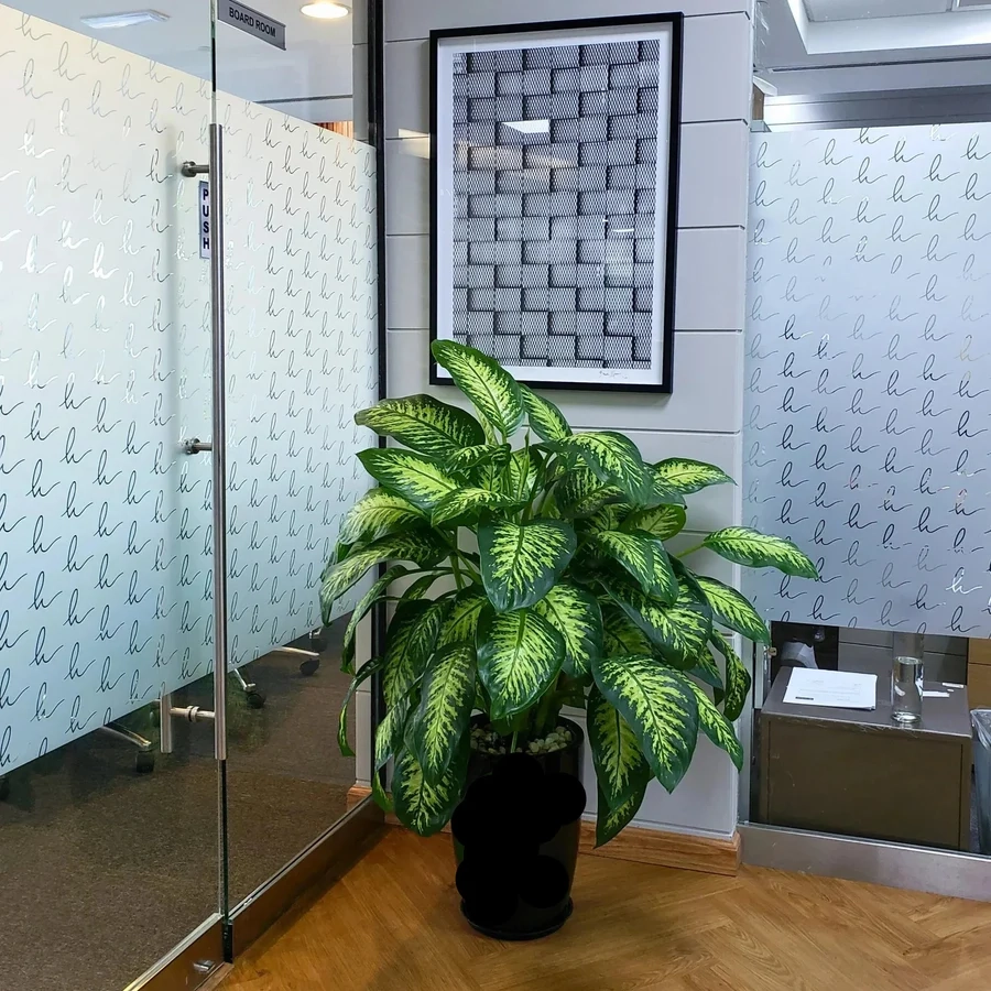 Dieffenbachia veľká do interiéru