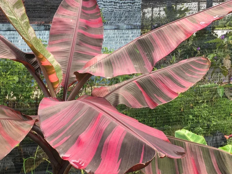 Ružový banánovník (Musa 'Nono'): Exotická rastlina, ktorá zaujme na prvý pohľad 🍌🌸