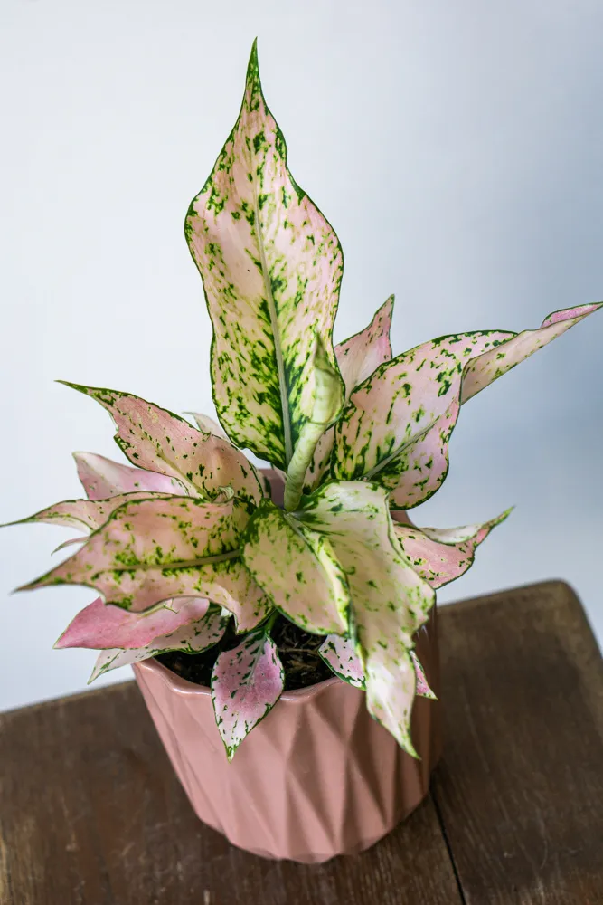 Aglaonema Rosy