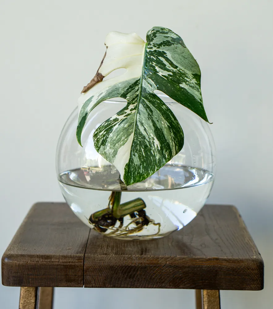 ADOPCIA: Monstera albo Martuška