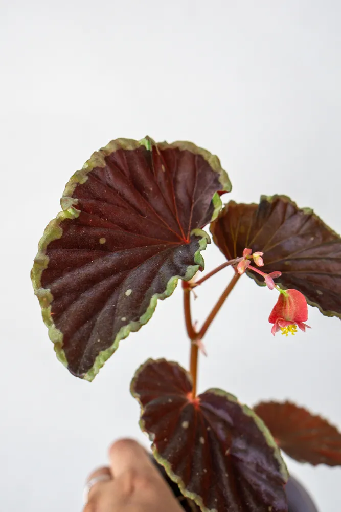 Begonia darthvaderiana Green Spot