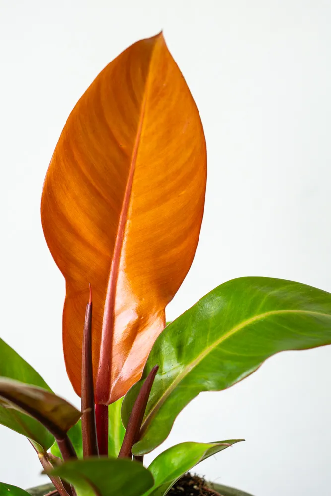 Philodendron Prince of Orange
