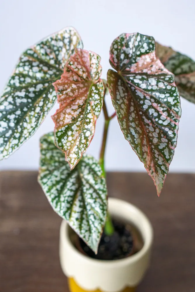 Begonia 'Snowcap' Variegata (unicorn)
