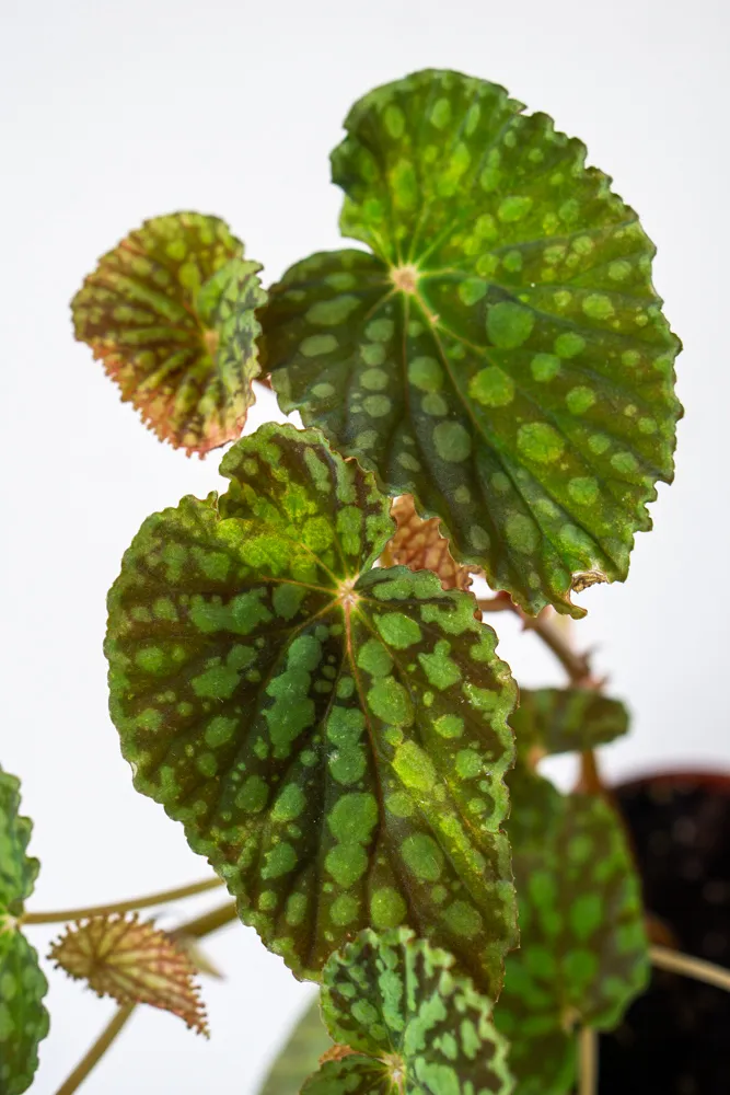 Begonia Chlorosticta