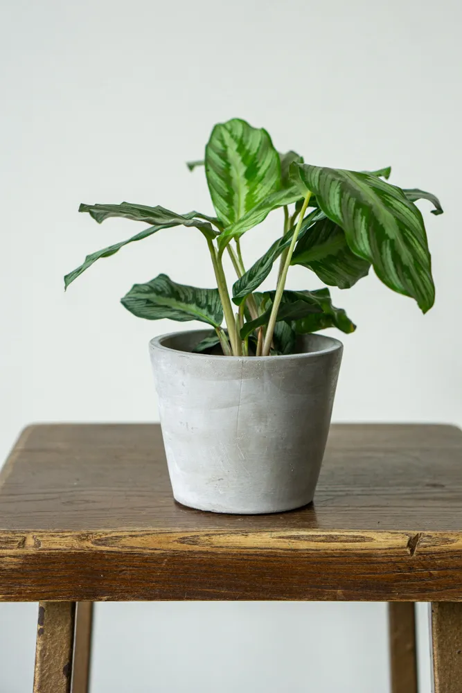 Baby Calathea Silverstar
