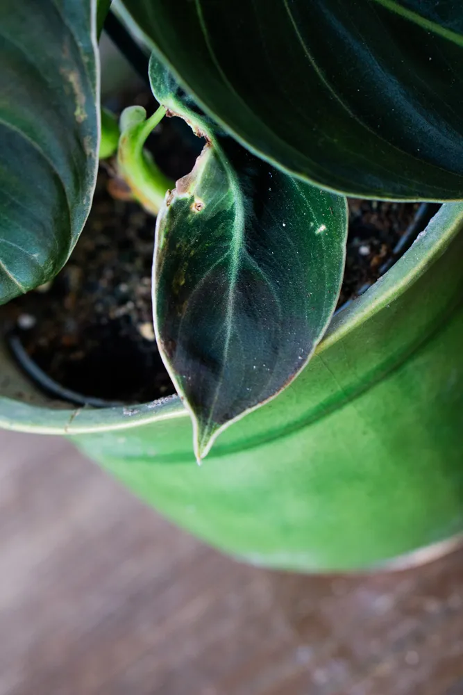 🦄✨ Philodendron Melanochrysum variegata (unicorn) - (03)