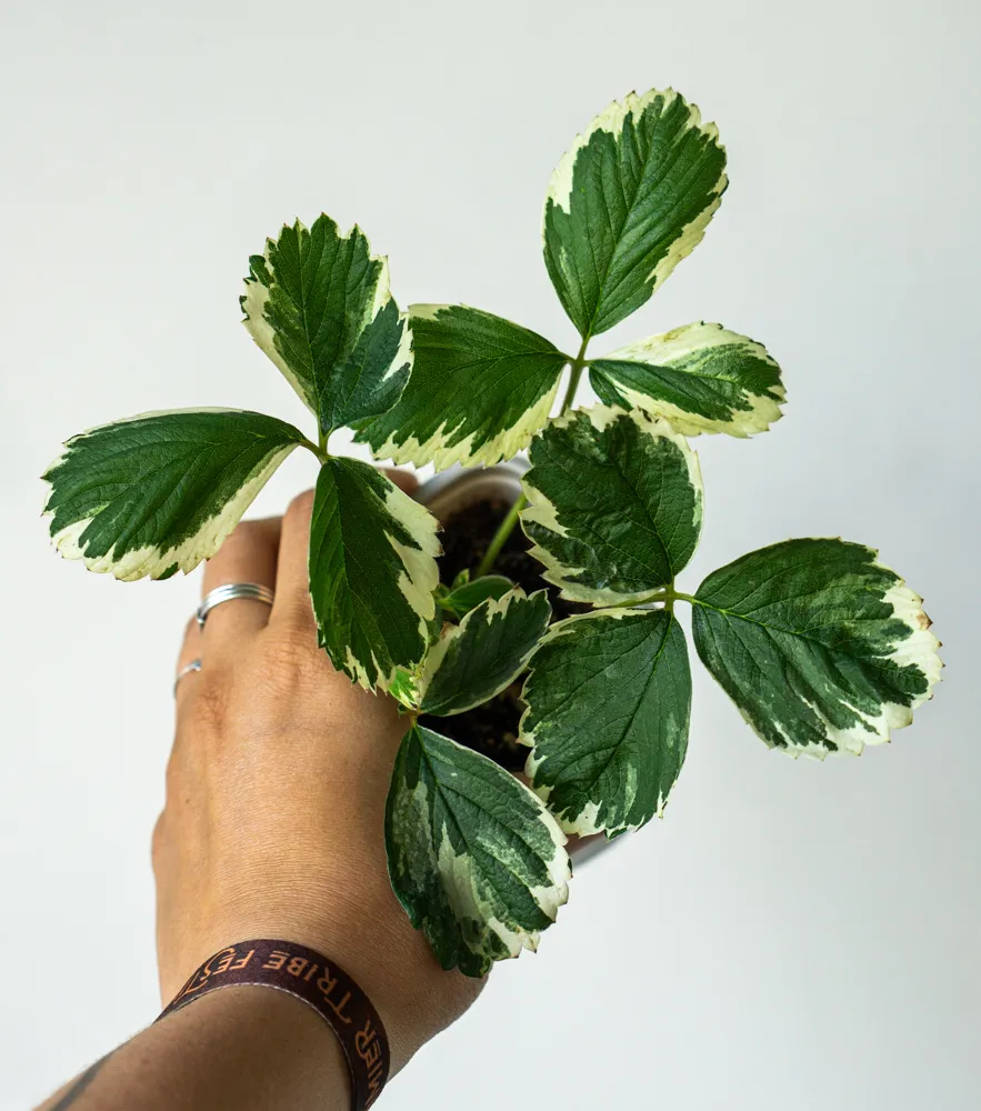 Fragaria x ananassa 'Variegata' - Panašovaná jahoda