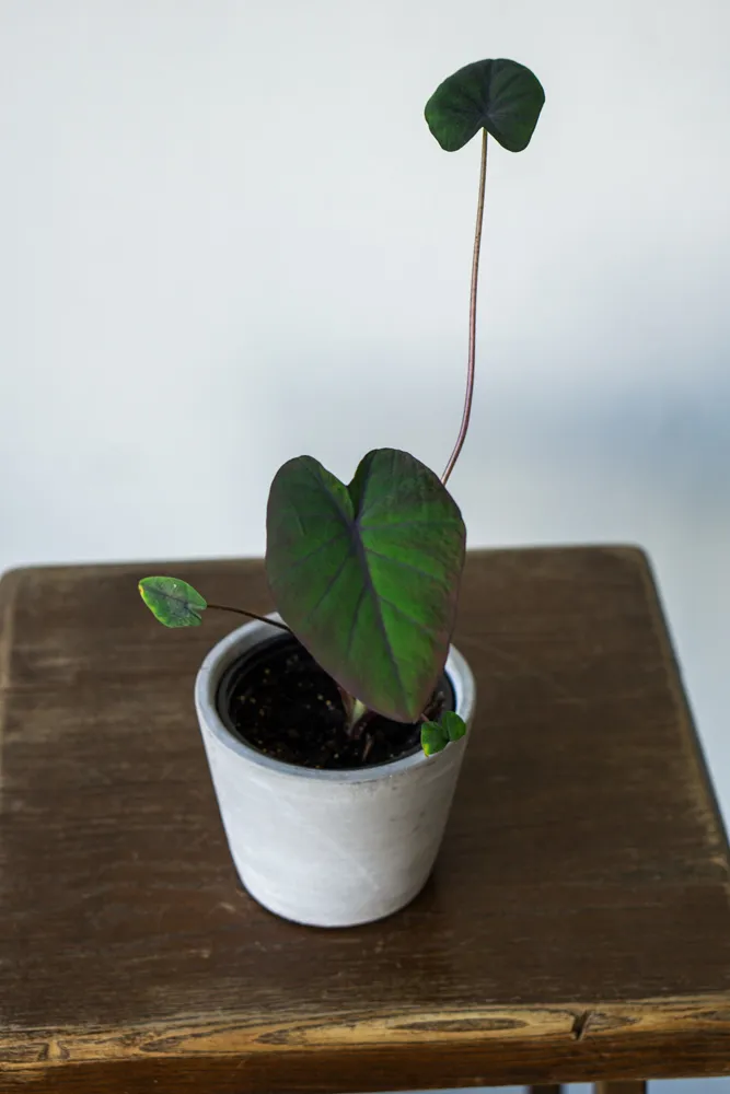 Baby Colocasia rubra 'Black Magic'