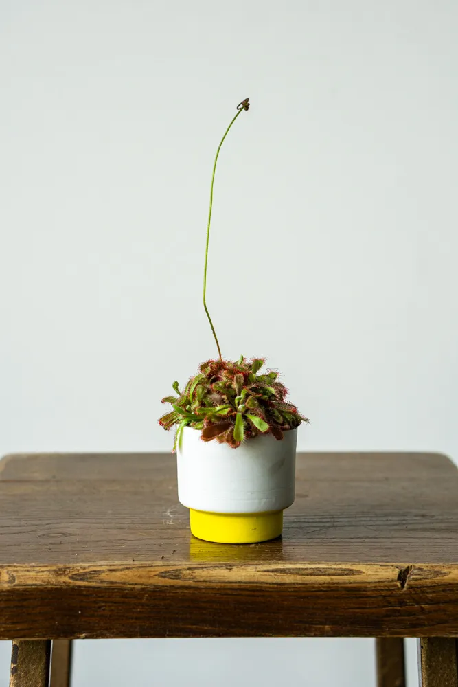 Baby Drosera Broomensis - Rosička