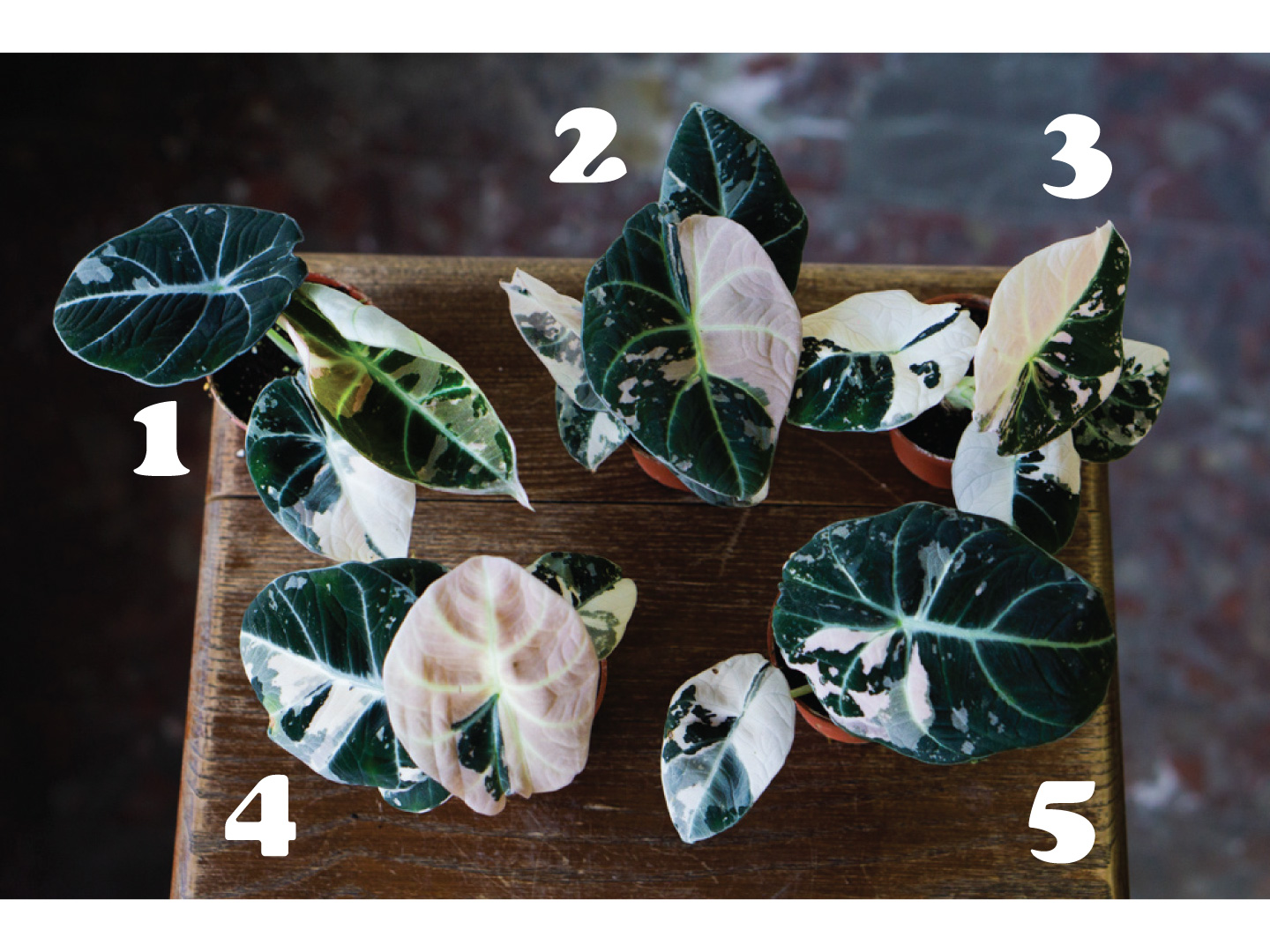 Baby Alocasia Black Velvet Pink varegata