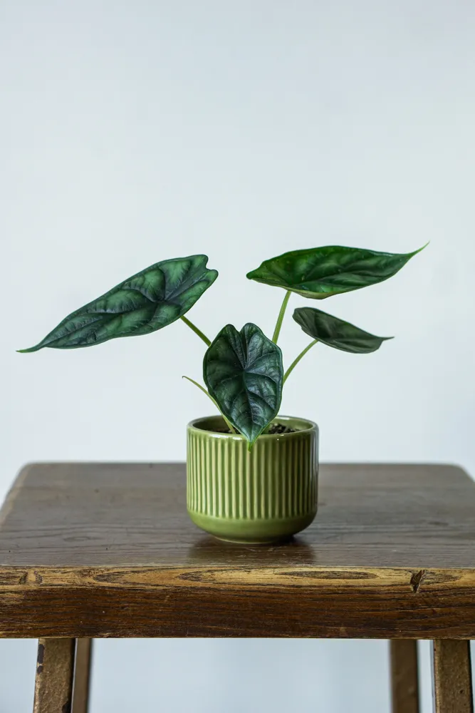 Baby Alocasia Baginda Dragon Scale