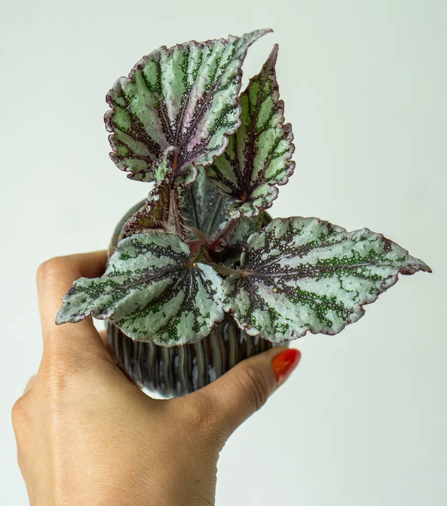 Begonia rex 'Dew Drop'