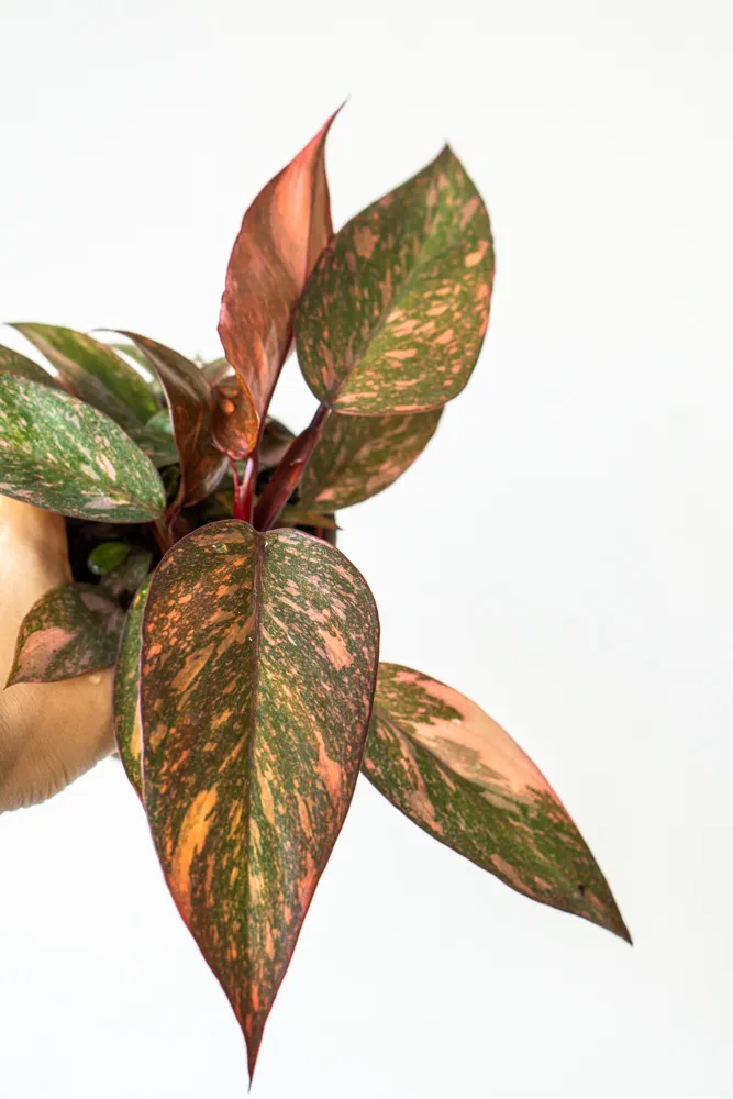 Philodendron Orange Princess - UNICORN