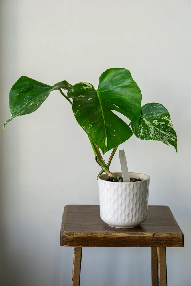 Monstera Deliciosa Albo variegata - Panašovaná Monstera (náhodný kúsok - stredná až menšia variegácia)